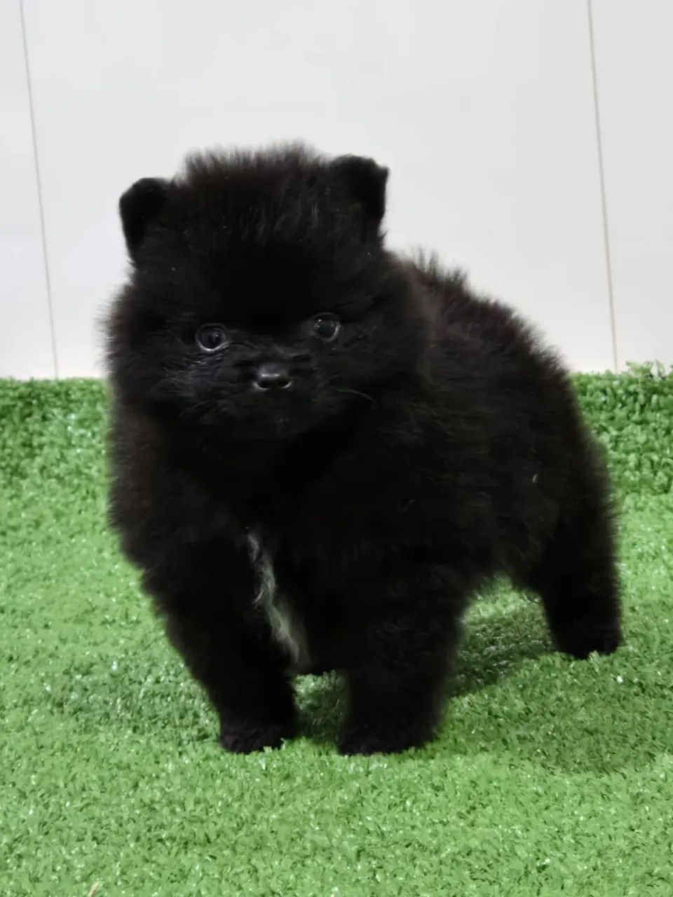Lulu da pomerania  - Foto 2