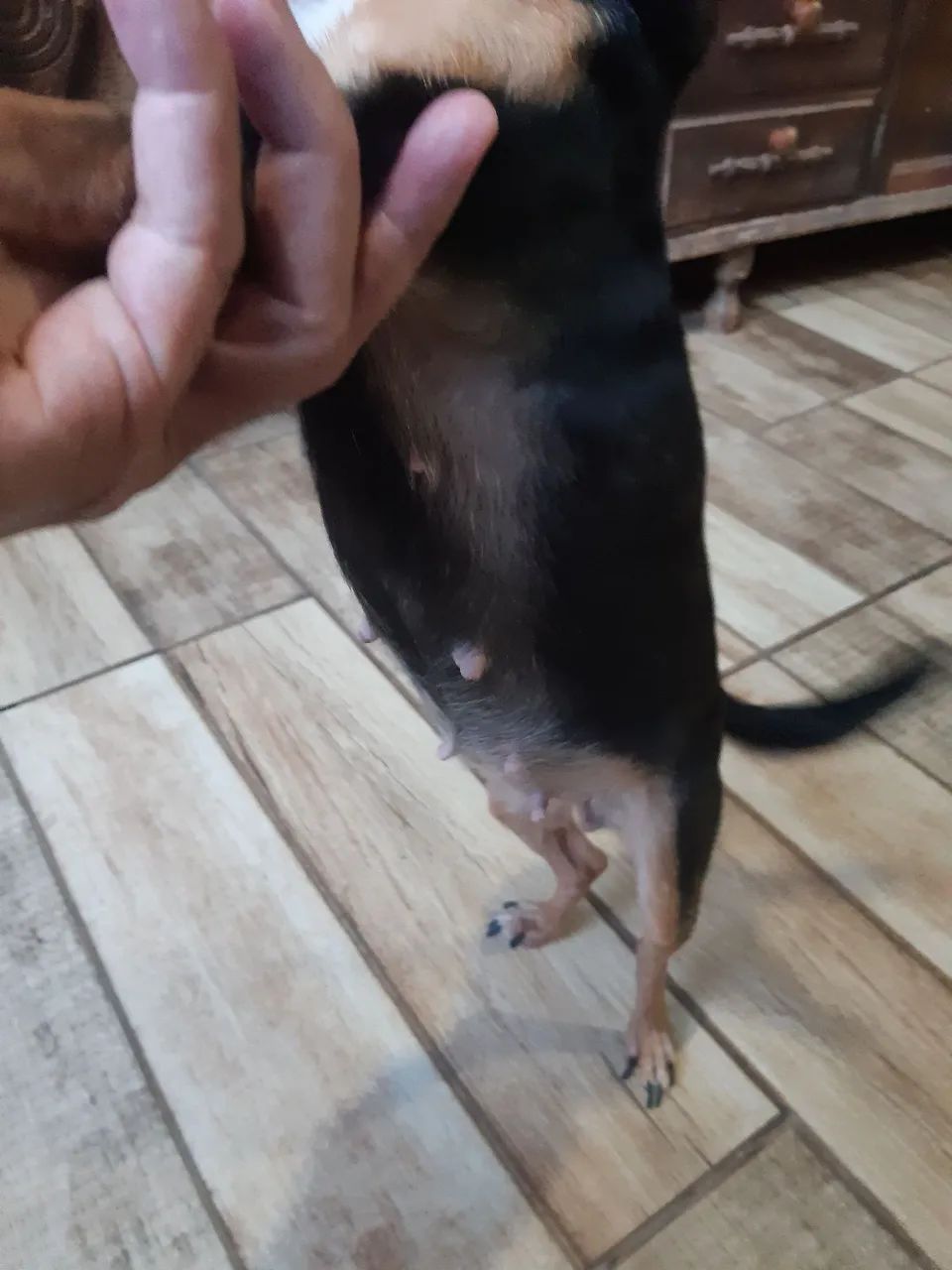 Vendo pincher 0 ×1 - Foto 5