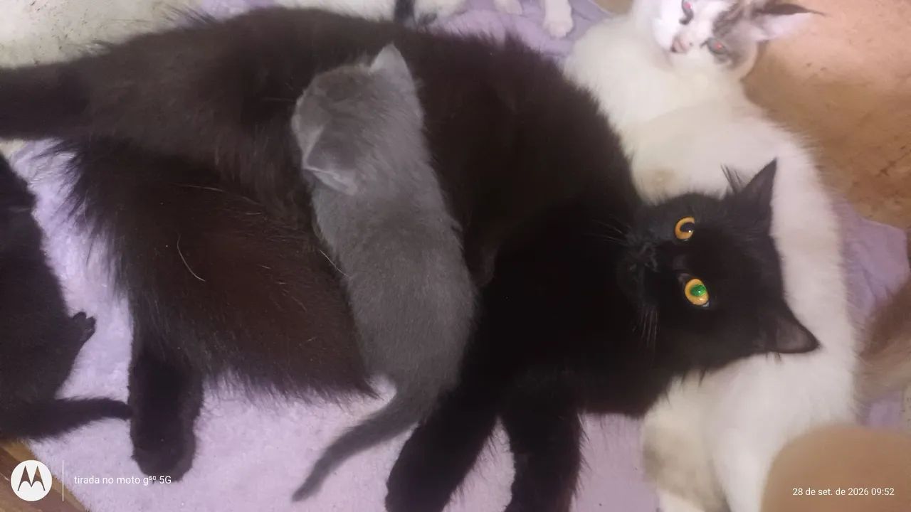 Gatos persa com angorá..... - Foto 2