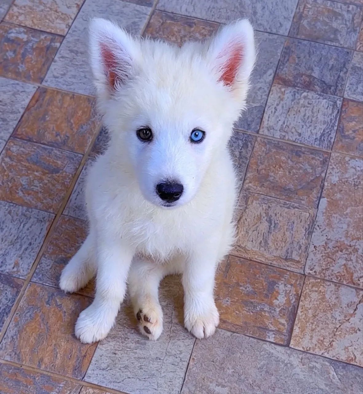 Cachorro 