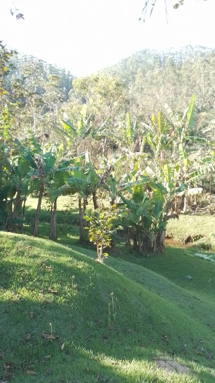 Chácara monteiro lobato sp  - Foto 5