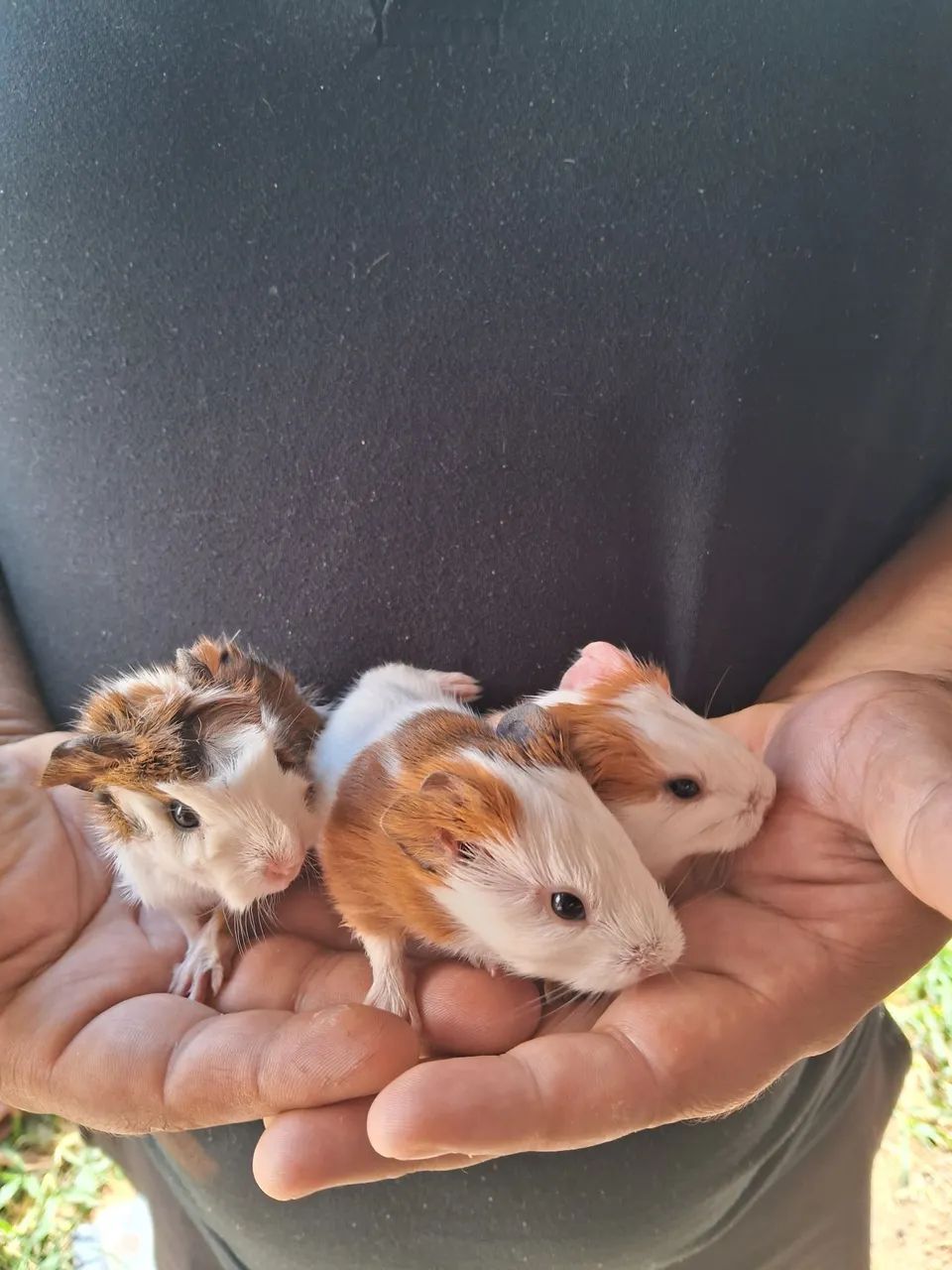 Guinea Pigs65048997848963120