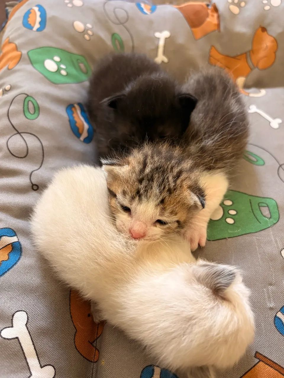 Adoção de Gatinhos  - Foto 2