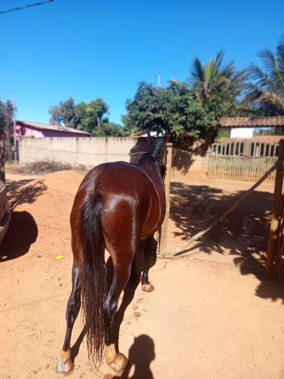 Égua prenha