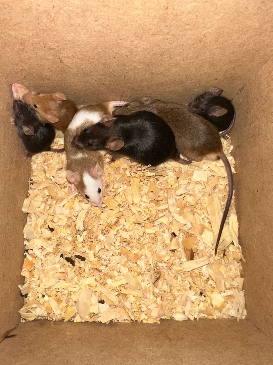 Ratos e camundongos  - Foto 4