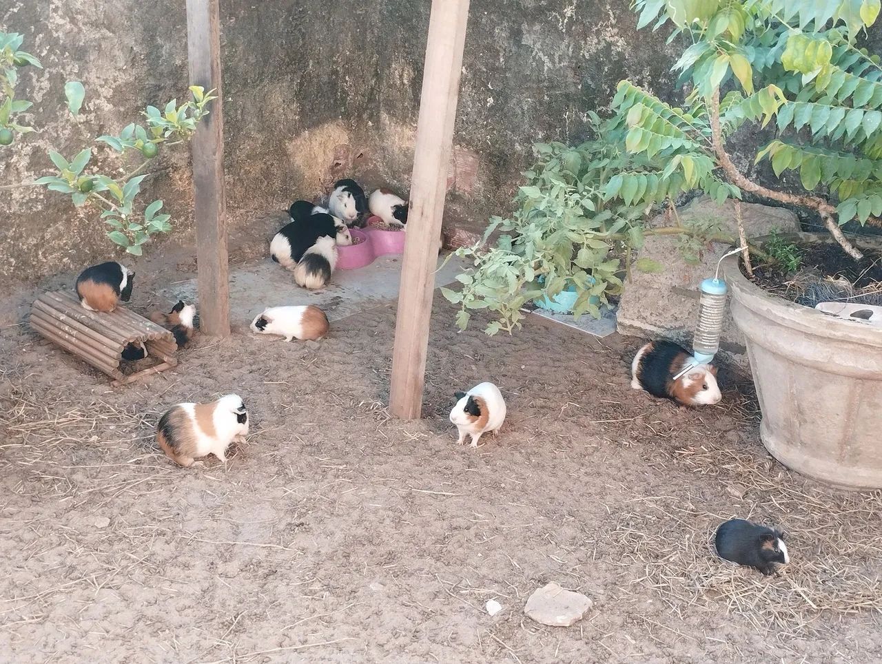 Lindos porquinhos da índia, ótimo animalzinho de estimação  - Foto 3