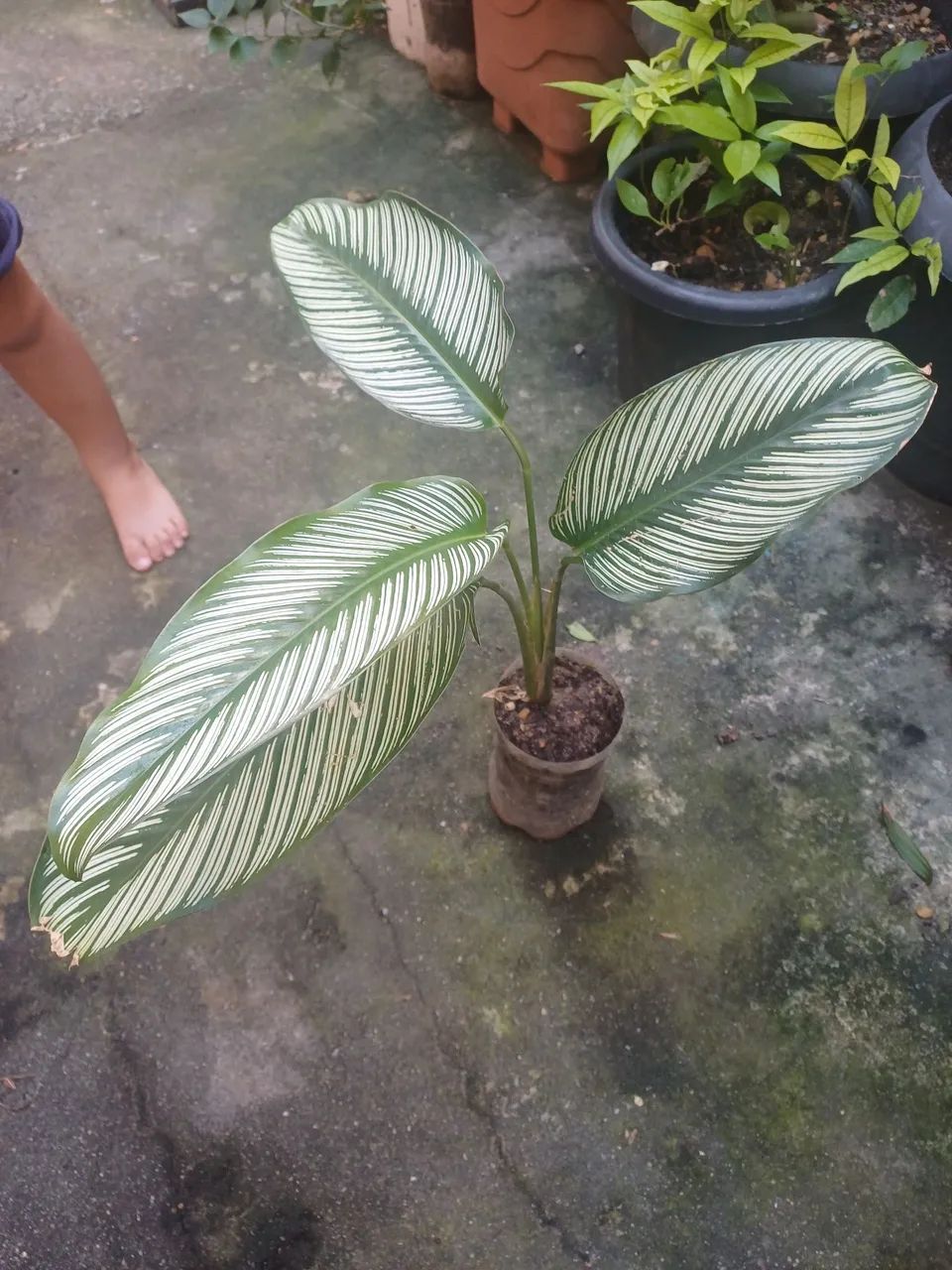 Plantas e mudas de Maranta  - Foto 4