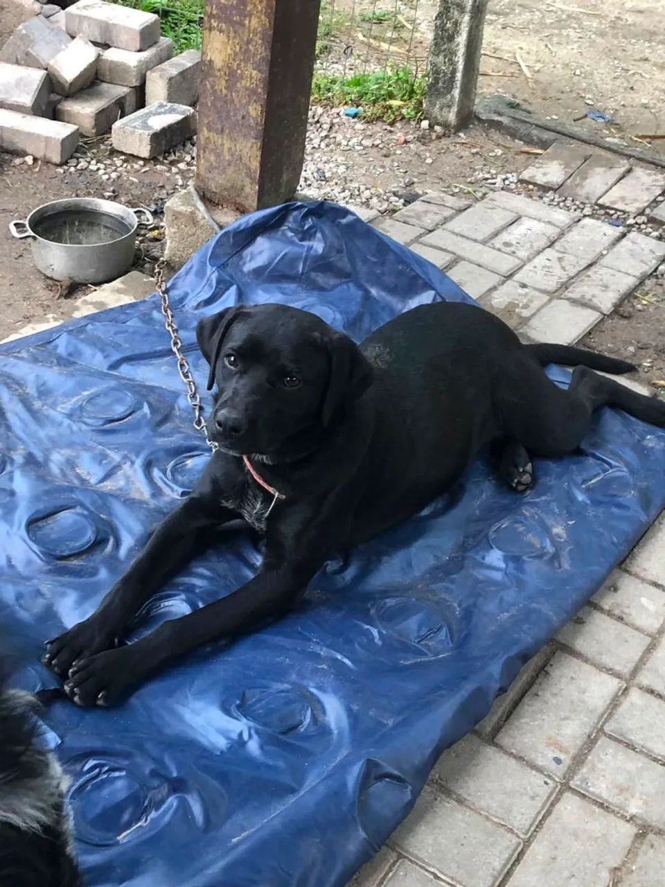 Doação de cachorra - Foto 3
