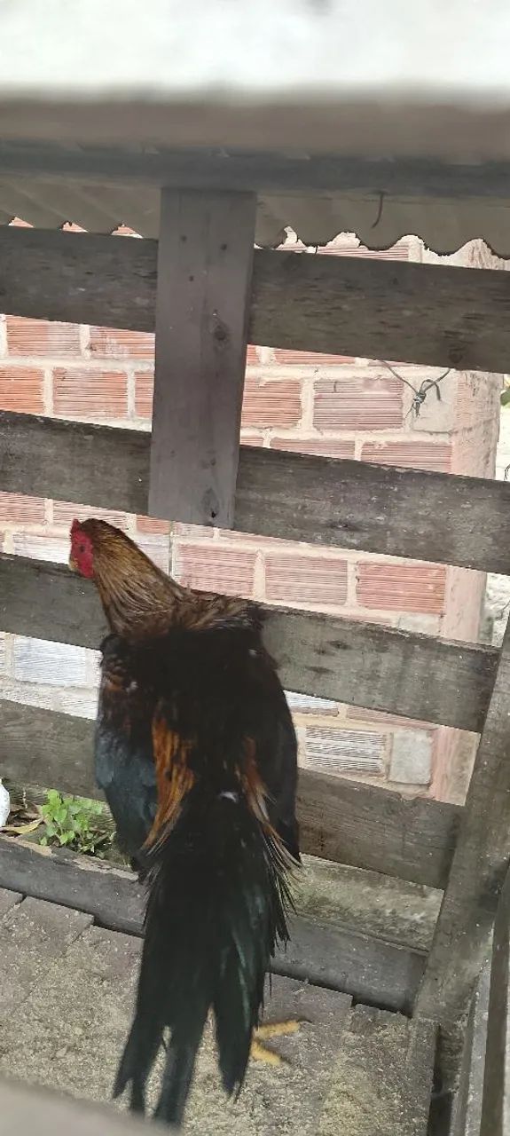 Frango Preto  - Foto 5