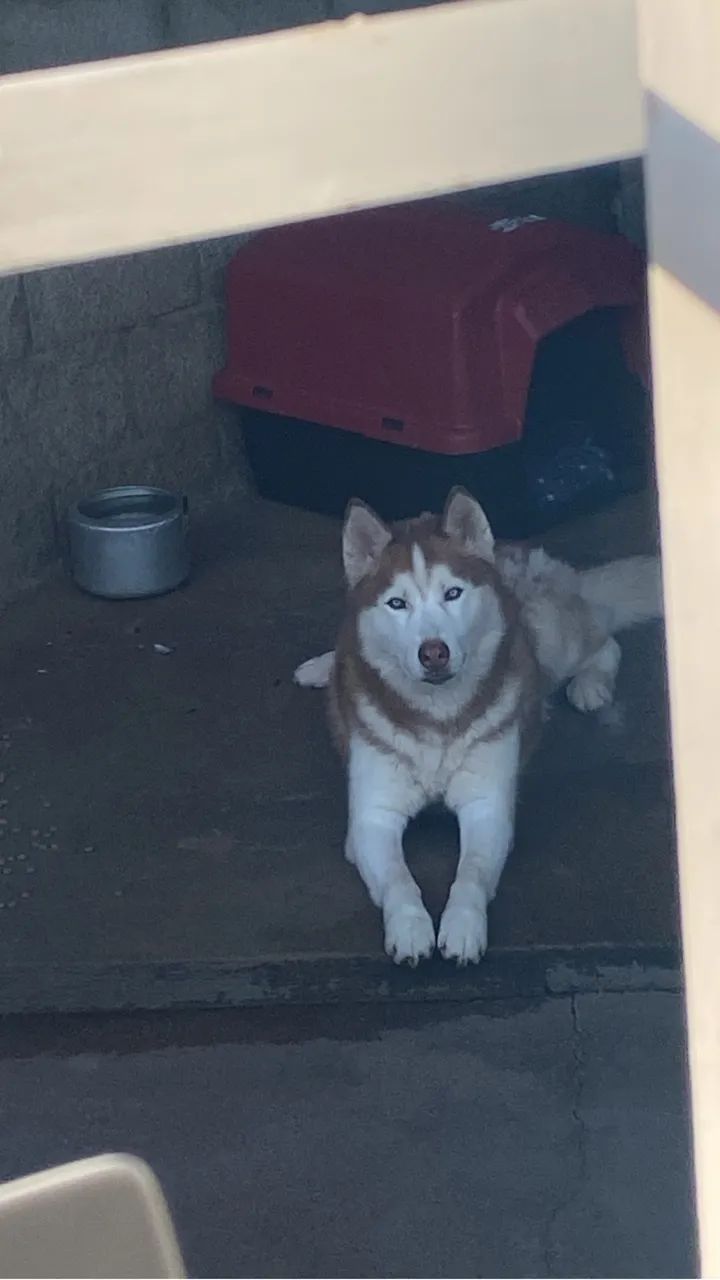 Filhotes de Husky disponível   - Foto 2