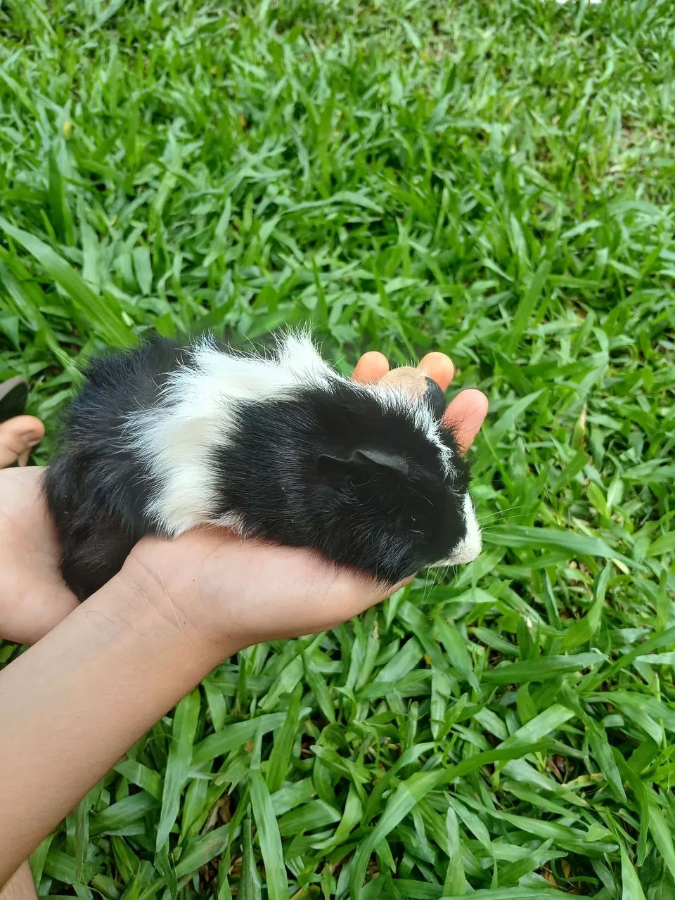 Porquinho da india. - Foto 3