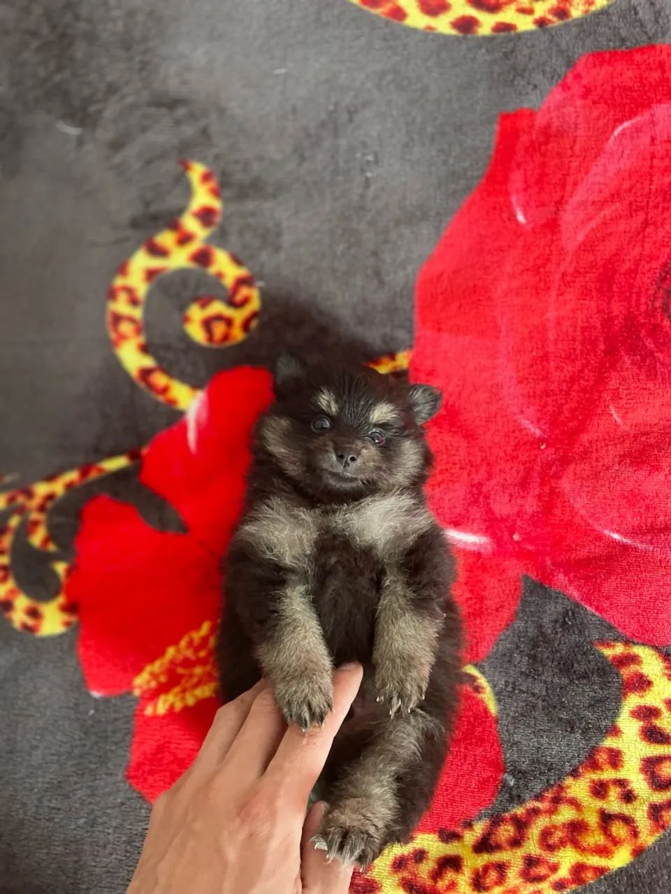 Spitz Alemão Macho - Foto 3