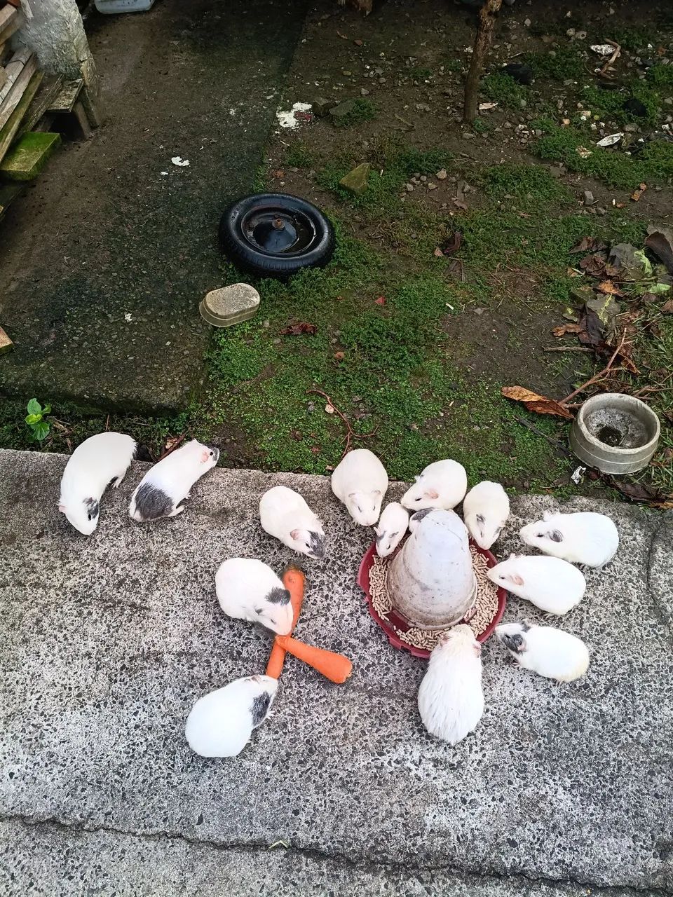 Porquinho da índia  - Foto 3