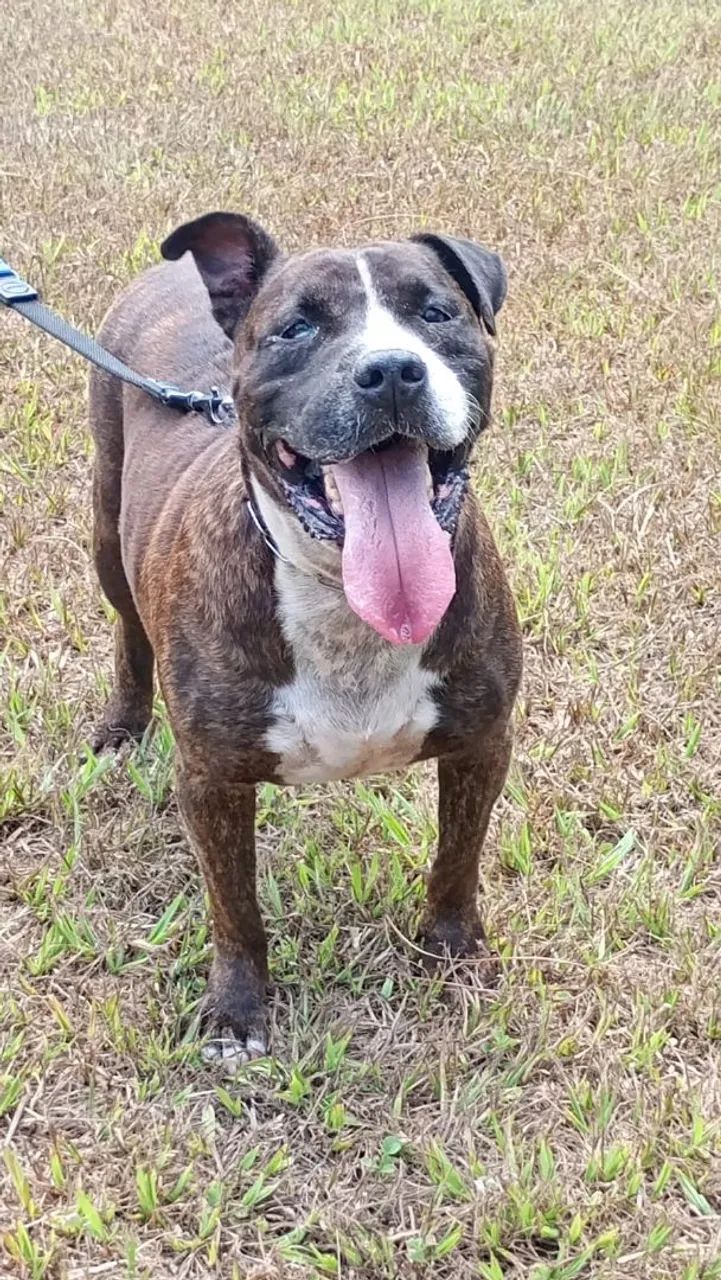 Pitbull para adoção 