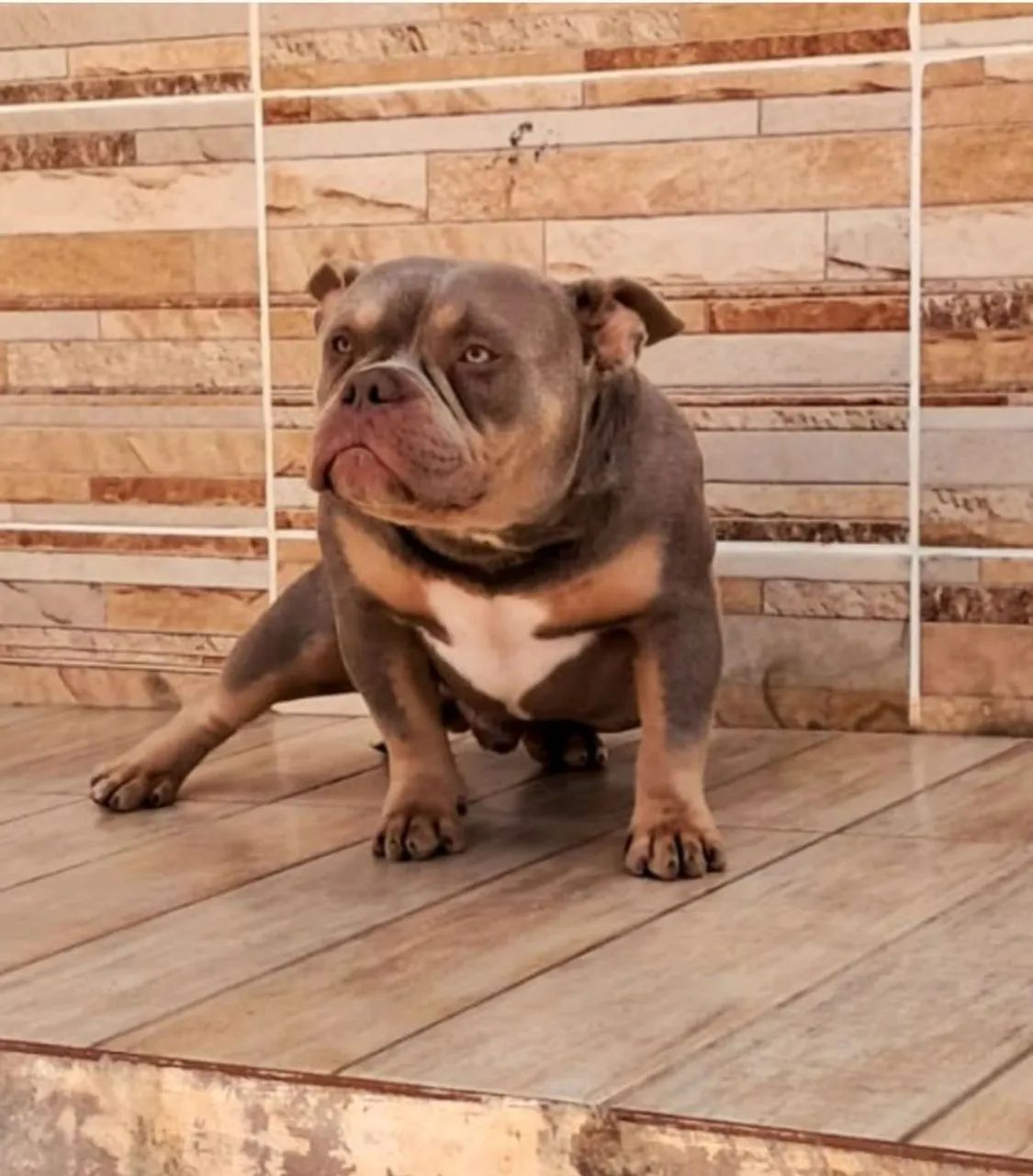 American Bully URGENTE  - Foto 3