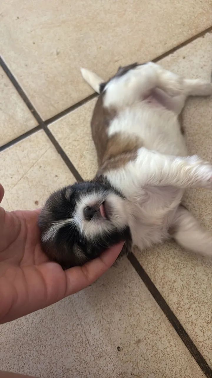 Filhotes de shihtzu fêmea 