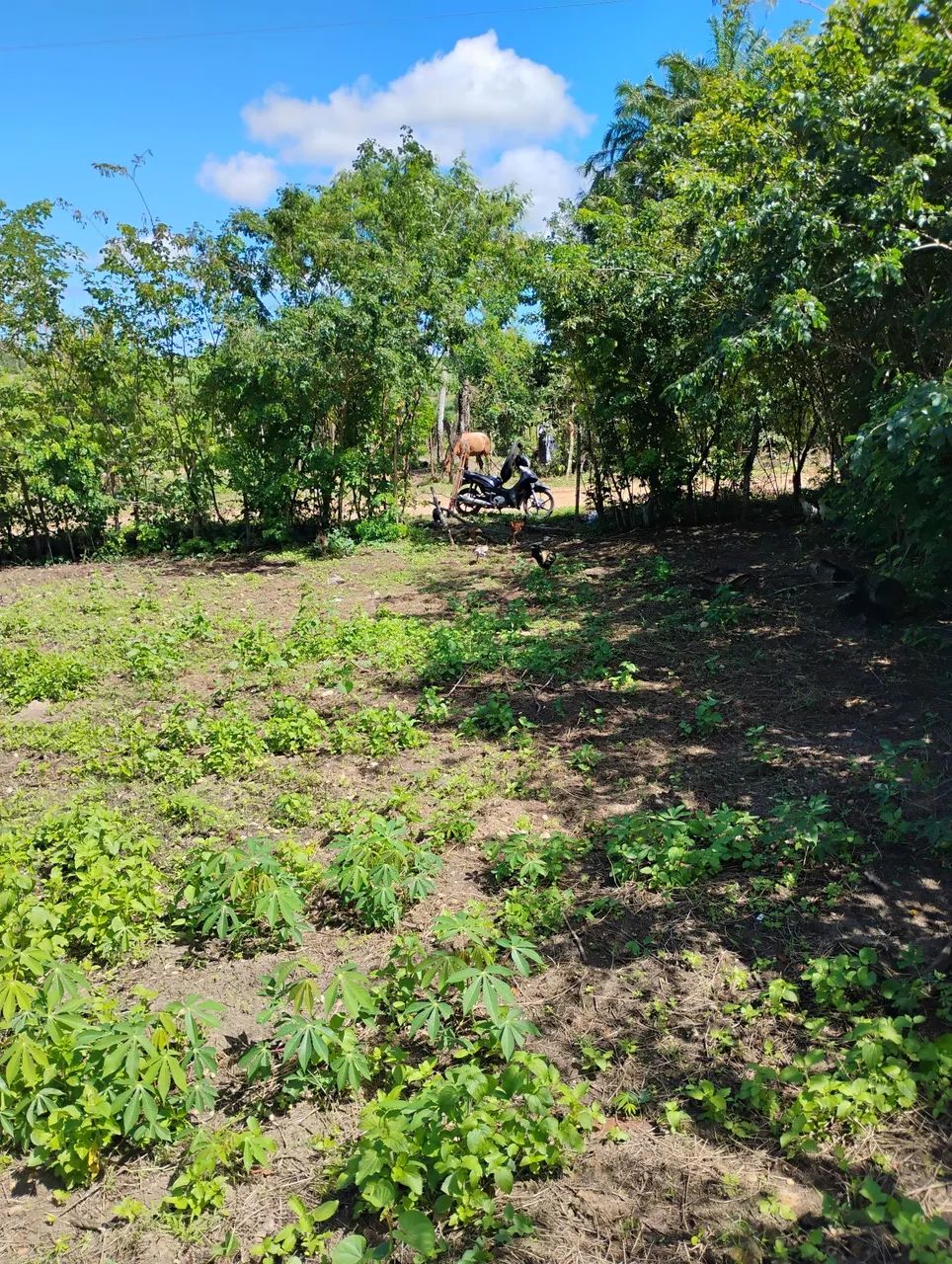 Vende se um lote  25000 - Foto 4