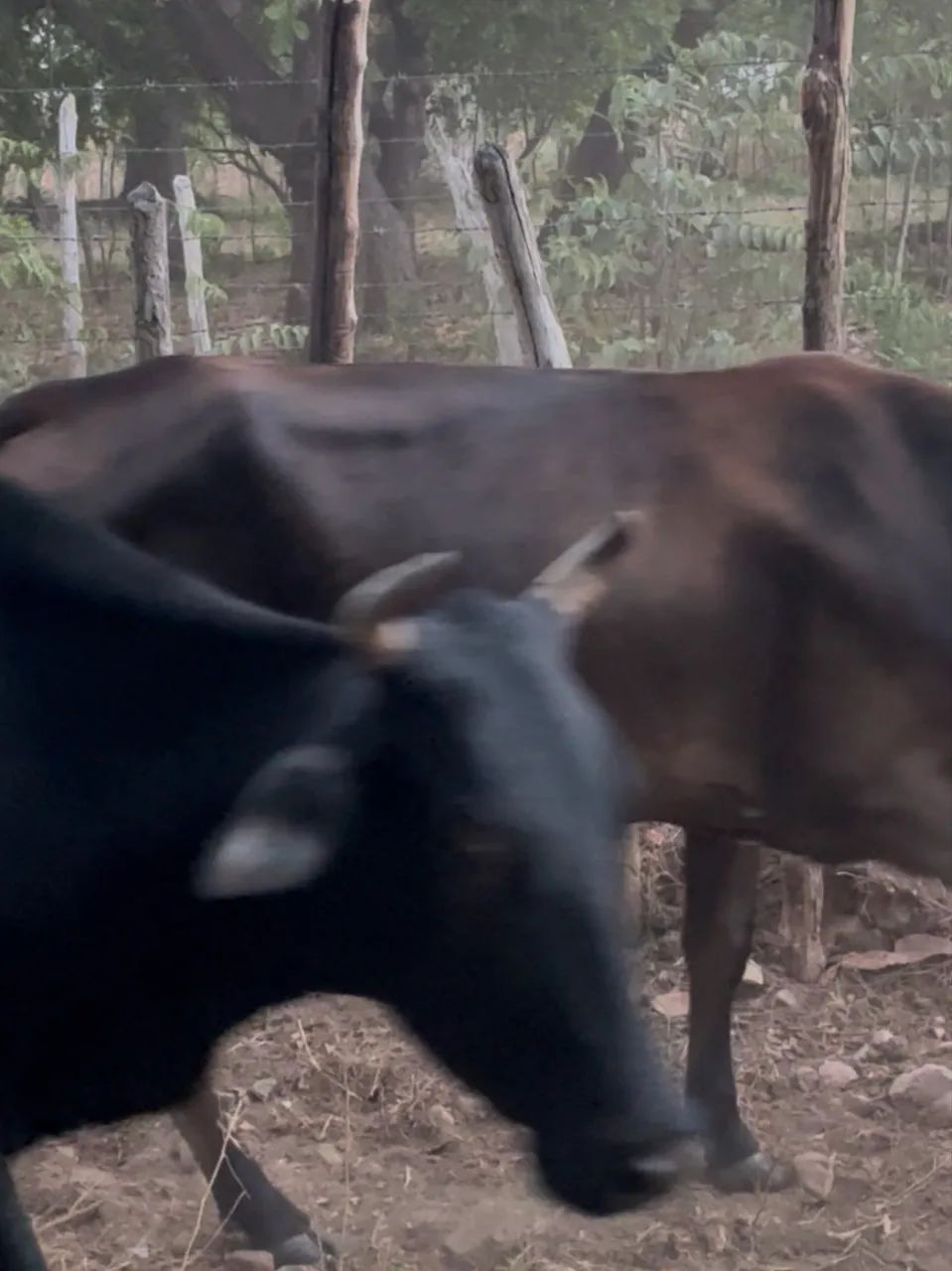 Vendo garrote bezerro e bezerras - Foto 4