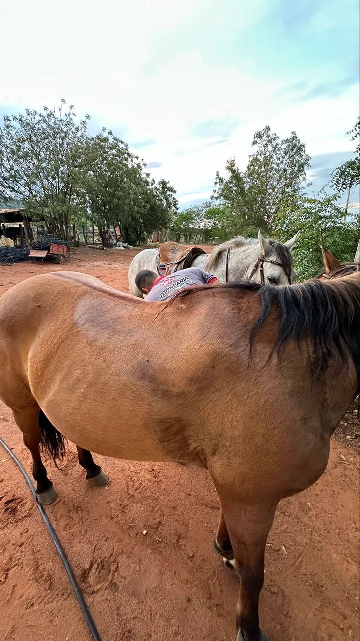 Cavalo de vaquejada - Foto 3