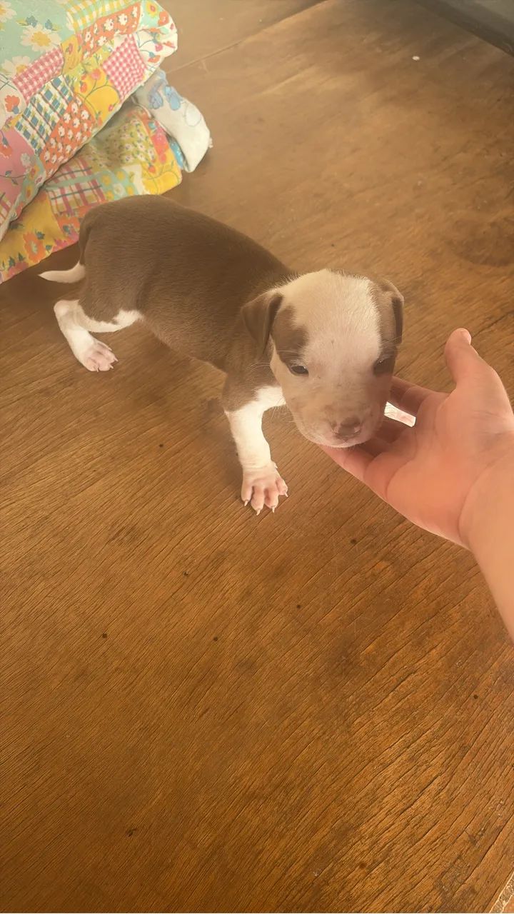 Filhotes pitbull - Foto 2