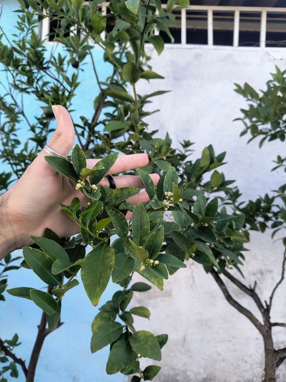 Frutíferas  - Foto 5