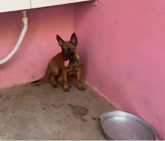 Pastor belga malinois  - Foto 5
