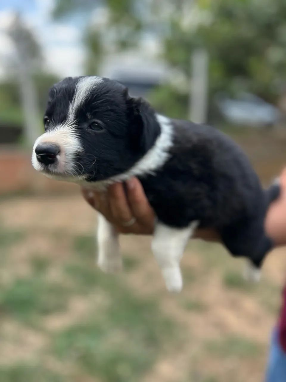 Filhotes Border Collie - Foto 4