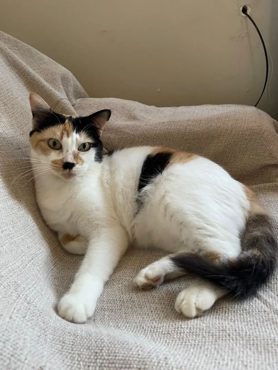 Gatinha para adoção  - Foto 3