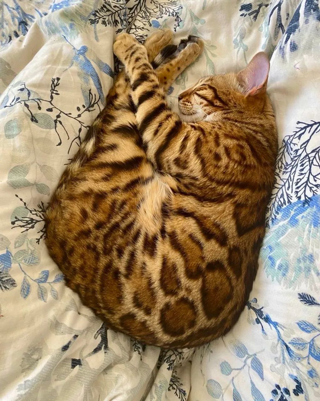 Bengal Fêmea  - Foto 2