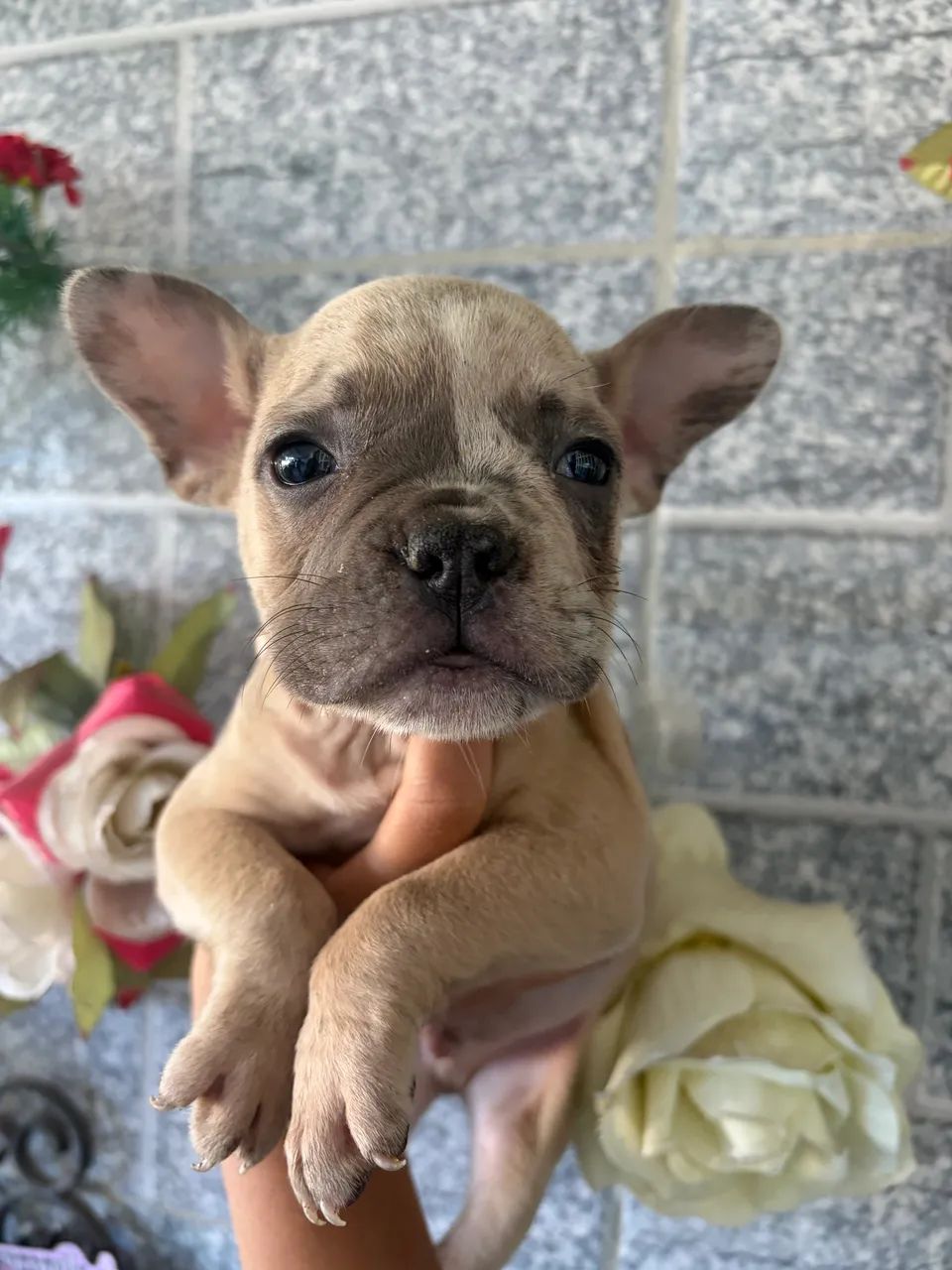 American Bully  - Foto 2