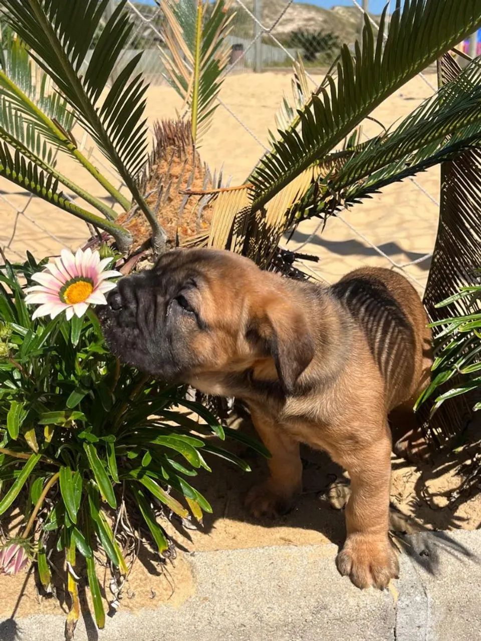 Cane corso 