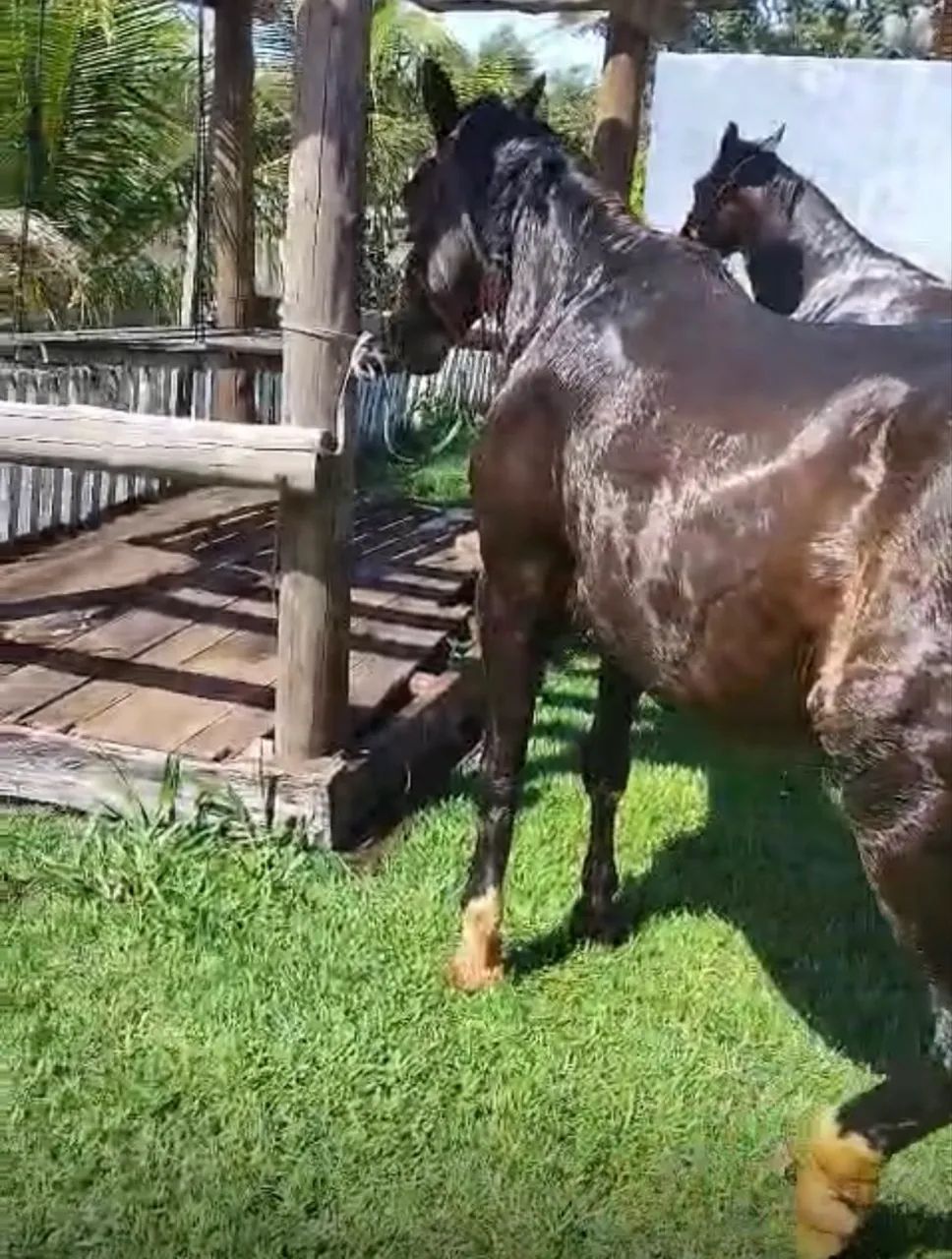 Cavalo top manso  - Foto 2
