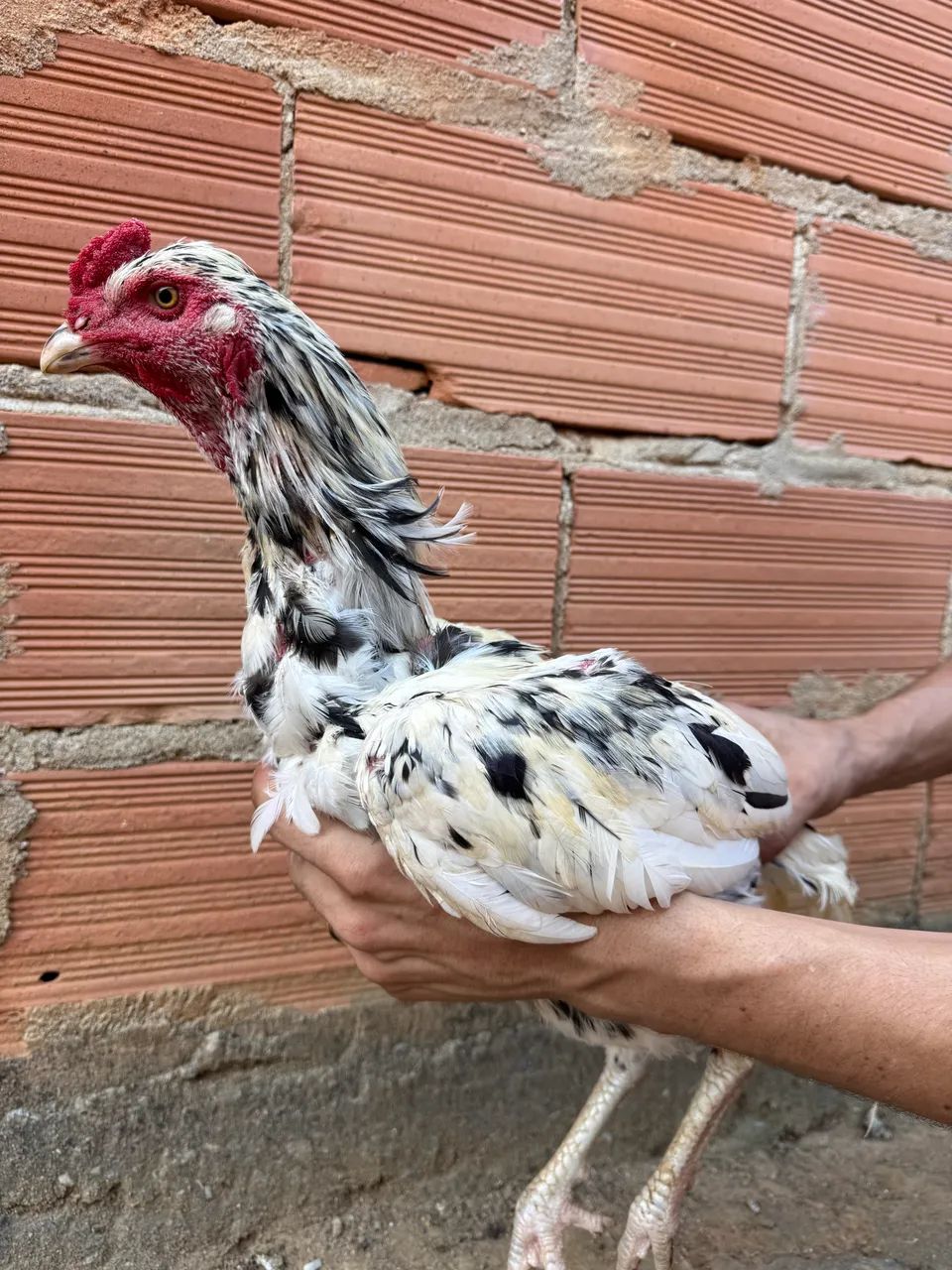 Galinhas raça índio  - Foto 3