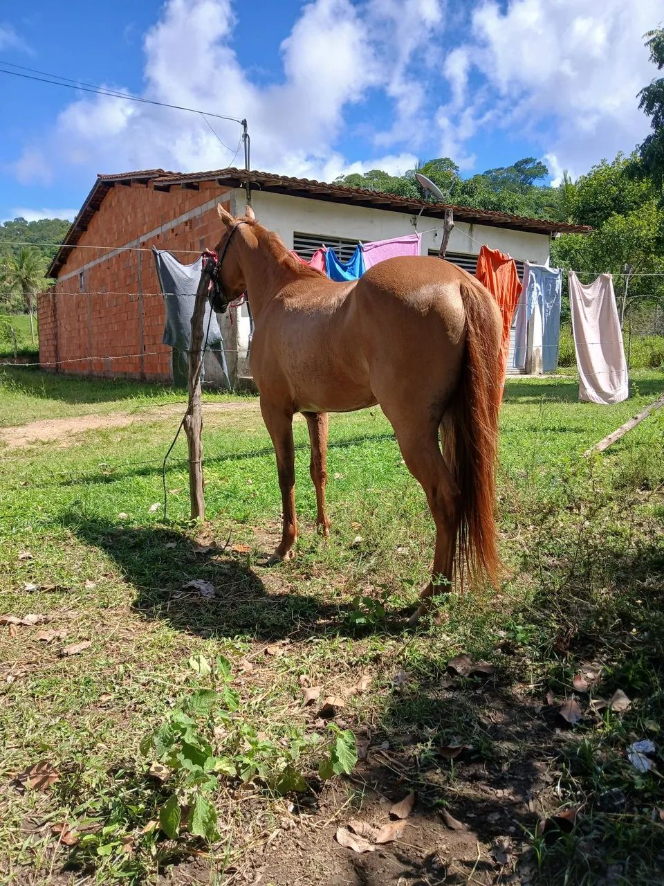 Potra para vender por 3.800, e tem conversa! - Foto 5