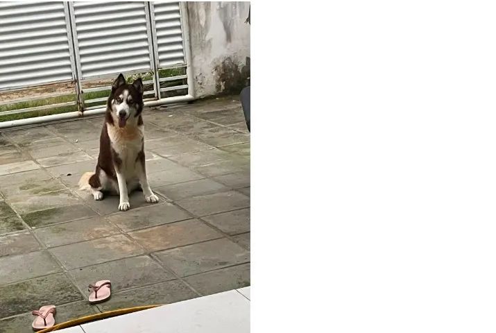 HUSKY MACHO Procurando Namorada