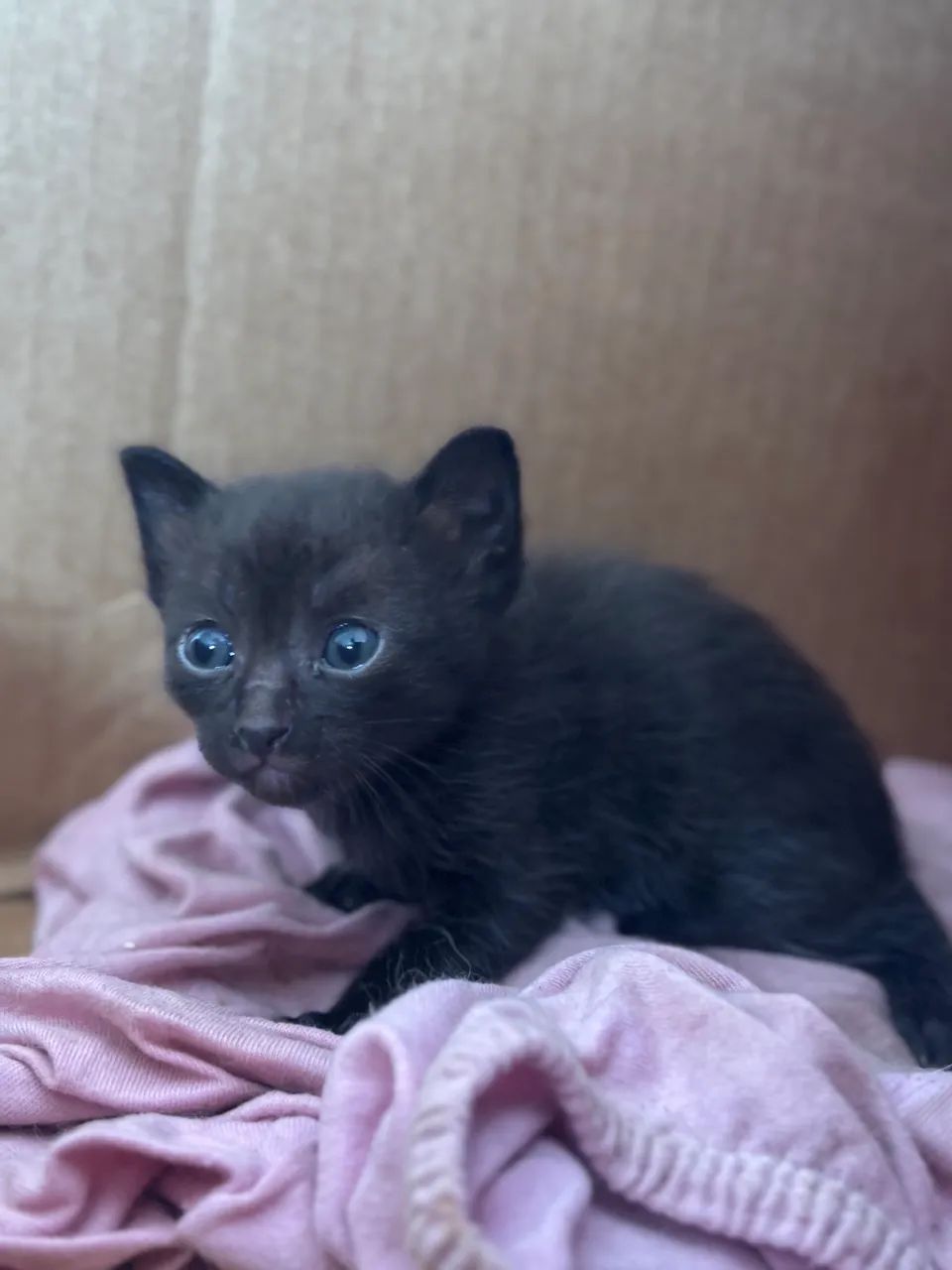 Gatinhos lindos - Foto 2