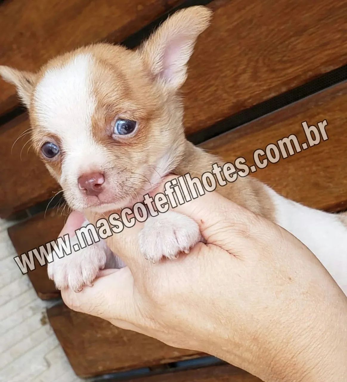 Chihuahua 