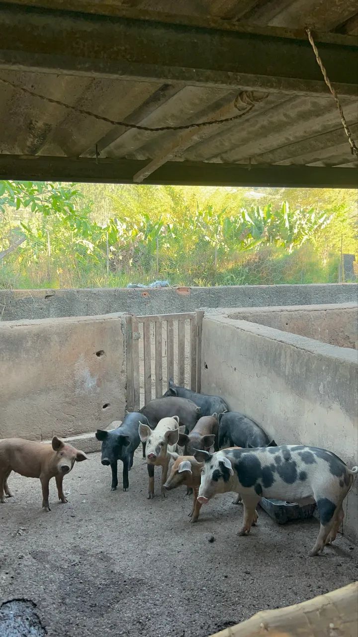 Leitoa e Leitão Caipira - Foto 2