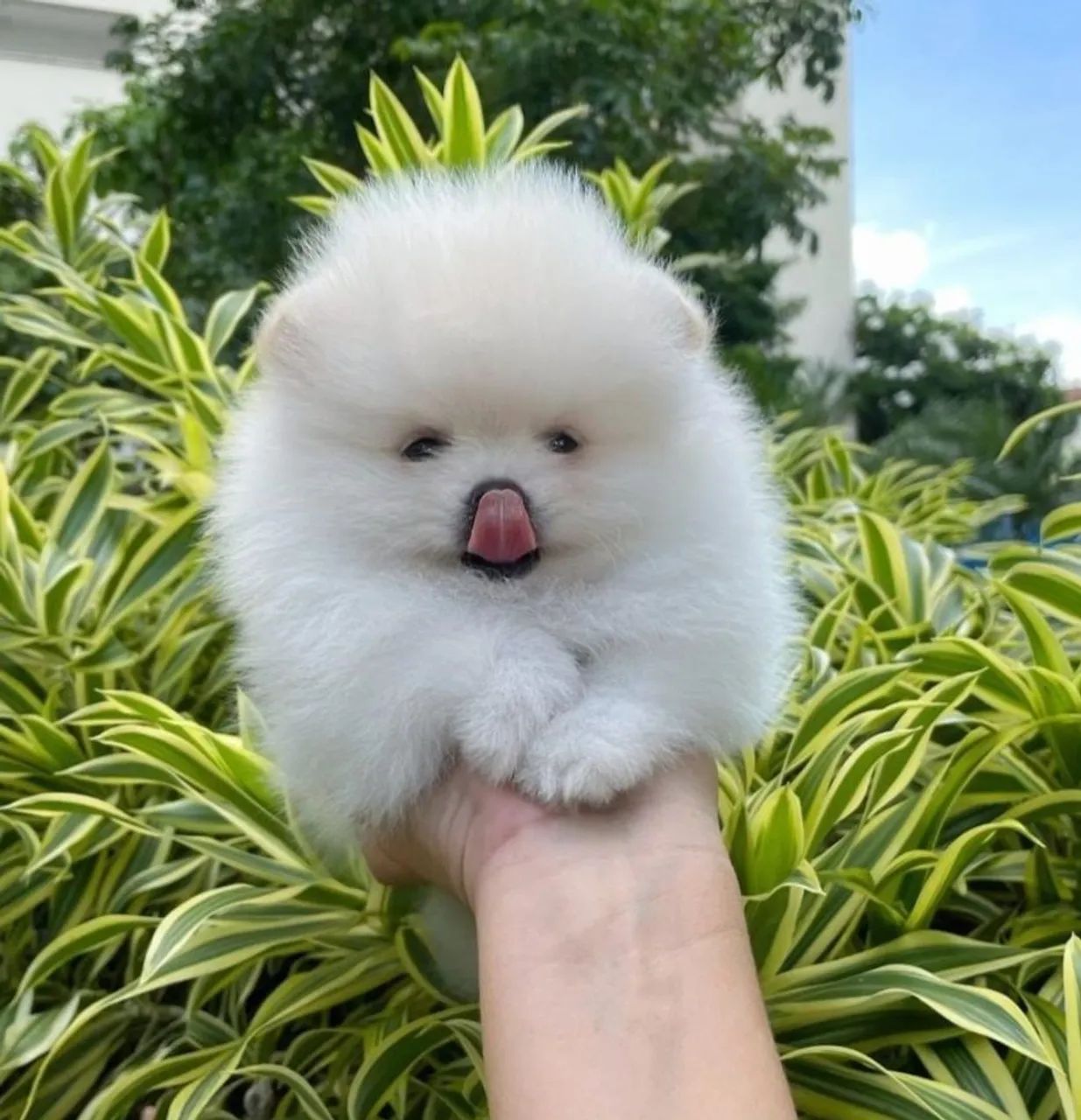 Lulu da Pomerânia Anões todas as cores - Foto 6