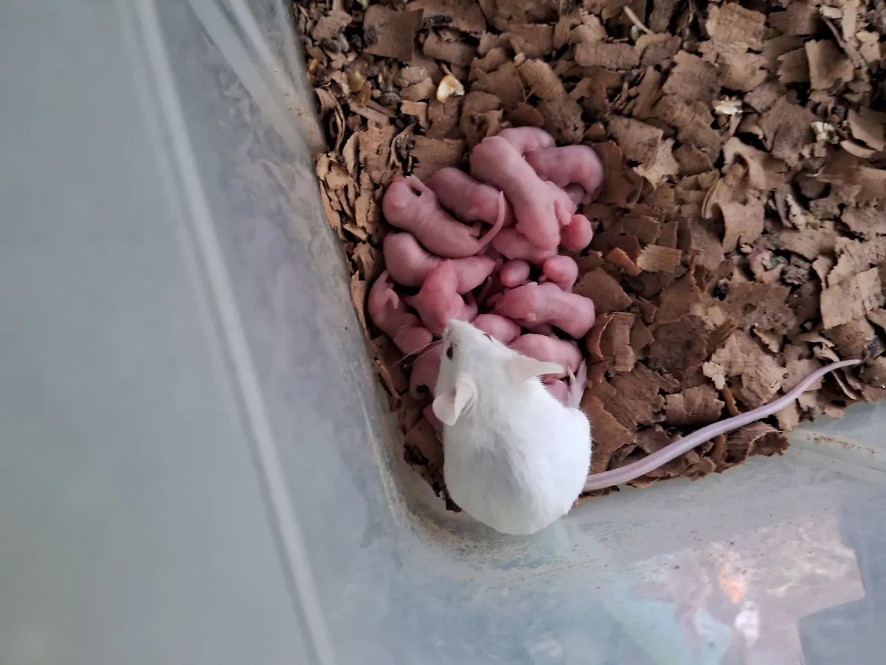 A3M- Neonatos e Camundongos ( leia a descrição do anúncio) - Foto 2