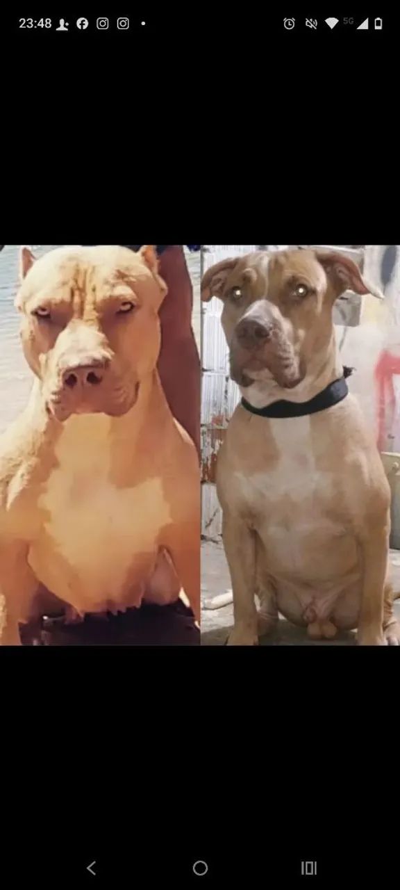 Vendo filhotes de Pitmoster  - Foto 5