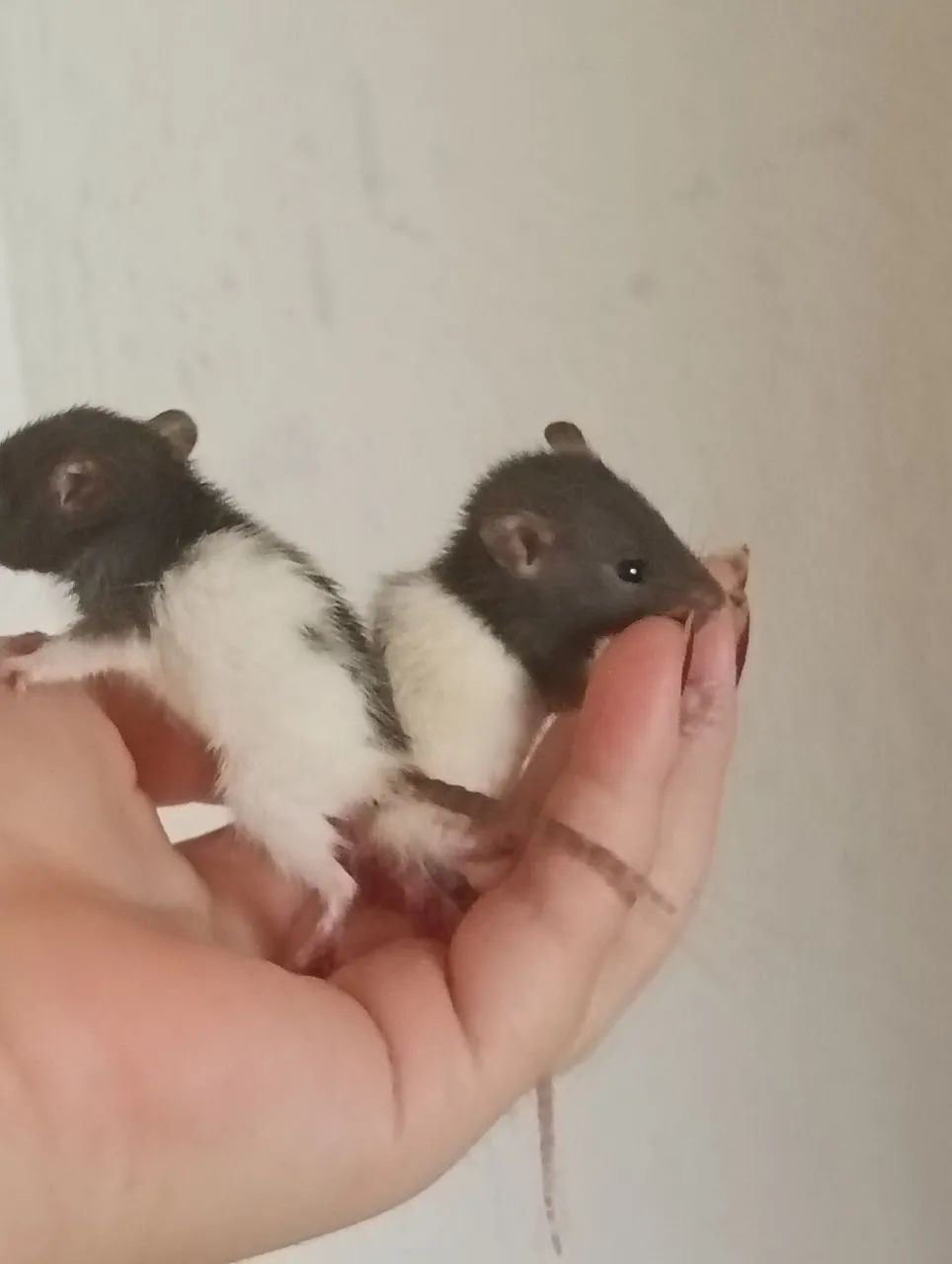 Twister filhote,só vende três preço baixo, oferta relâmpago 