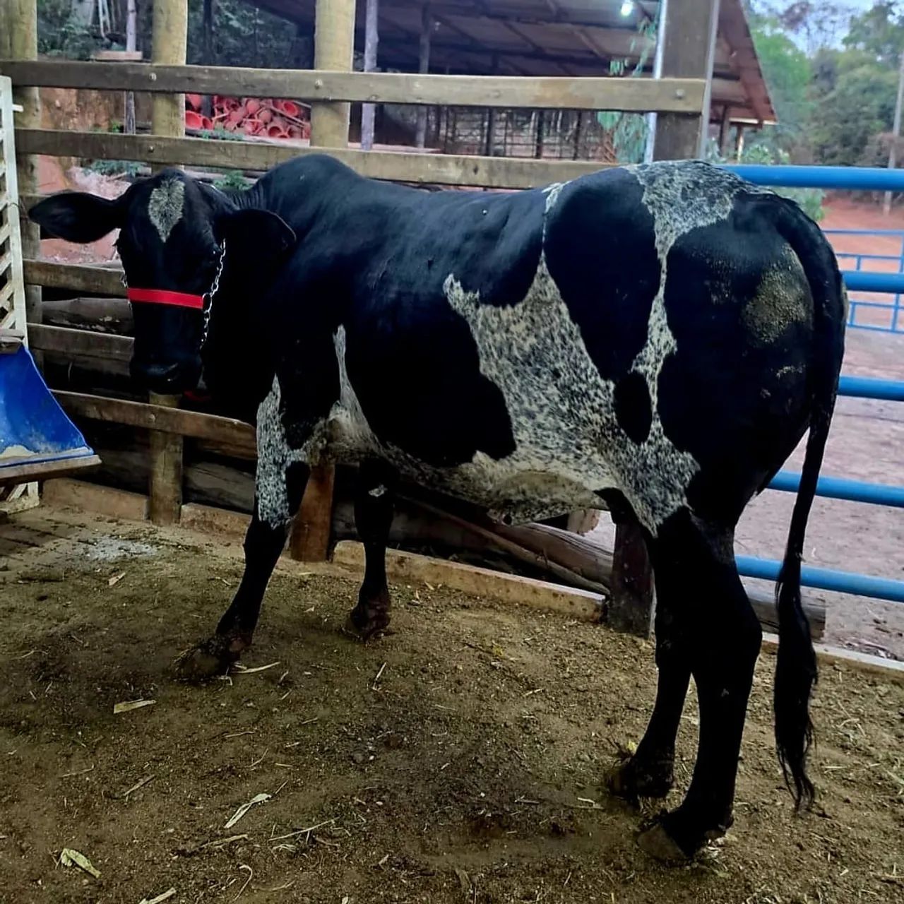 Vaca girolanda 