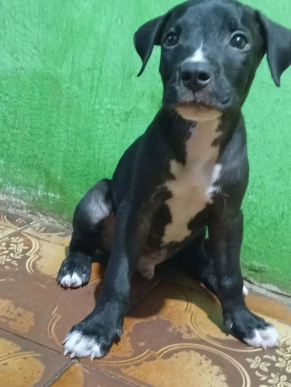 FILHOTE DE PITBULL MACHO À VENDA R$ 300! ? - Foto 3