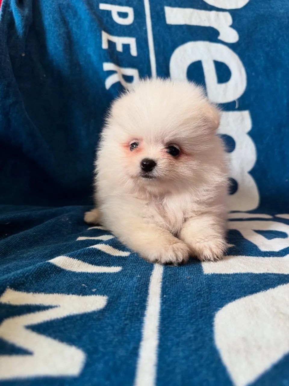 Lulu da Pomerania parcelamos 18 vezes sem juros  - Foto 5