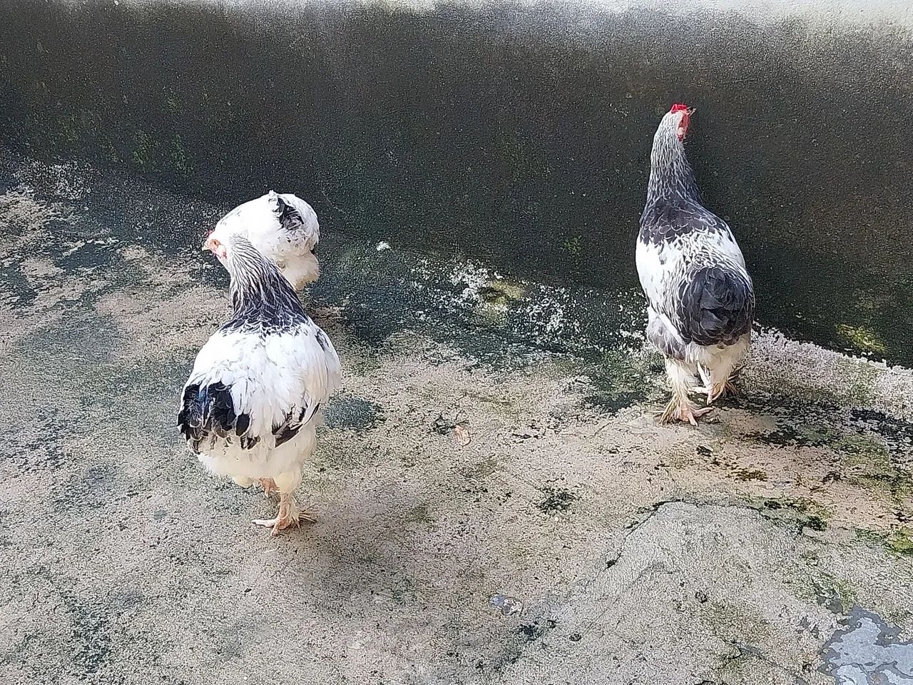 Vendo Legítimos frangos da  Raça Brahma - Foto 5