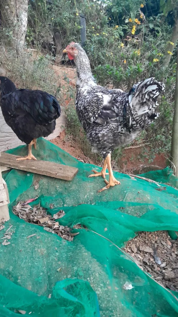 Frango e frango genética GSB - Foto 3