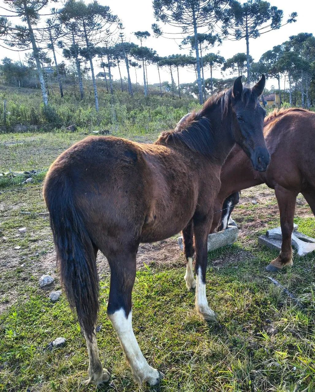 Cavalos 