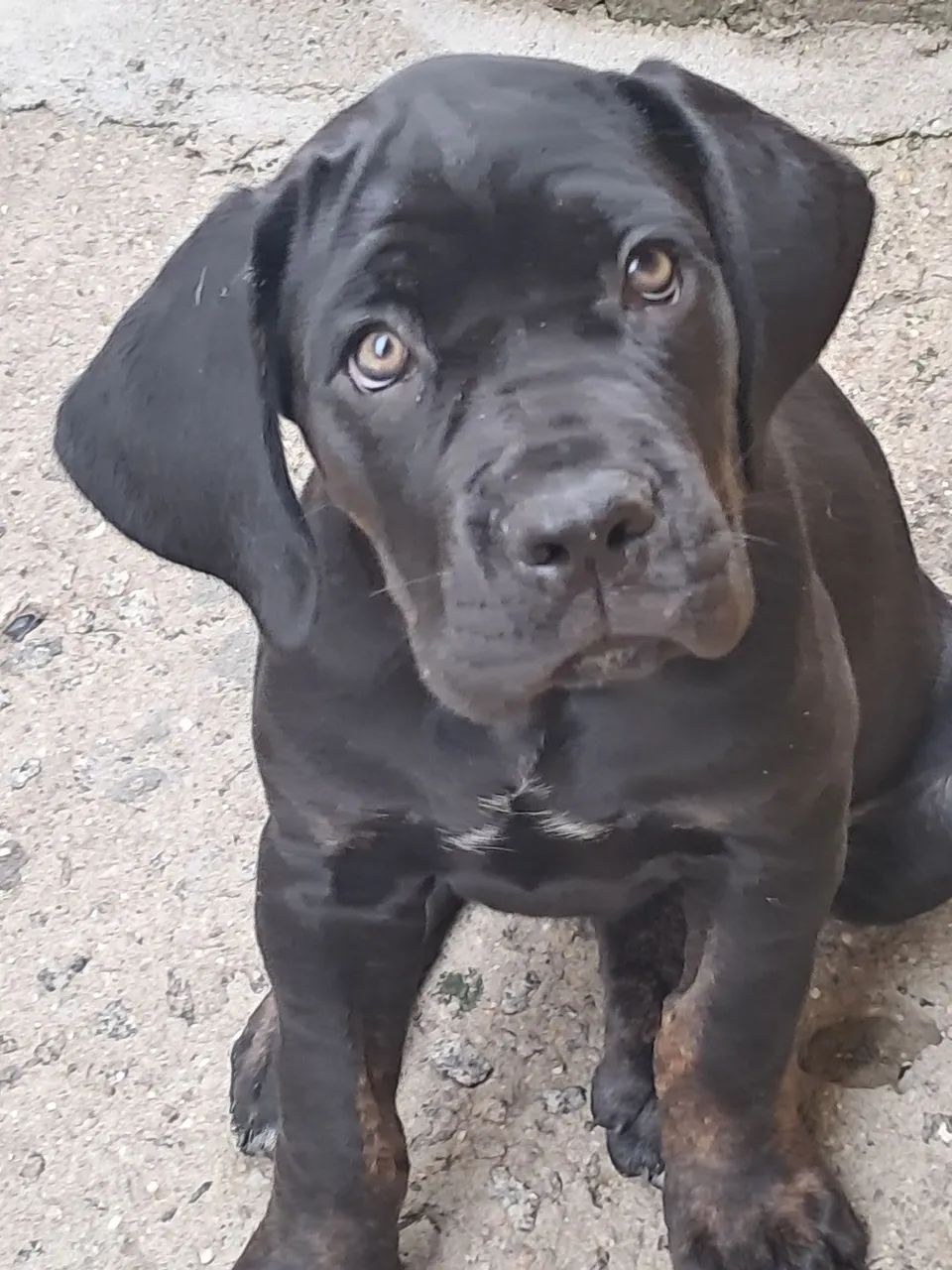 Cane corso filhotes - Foto 2
