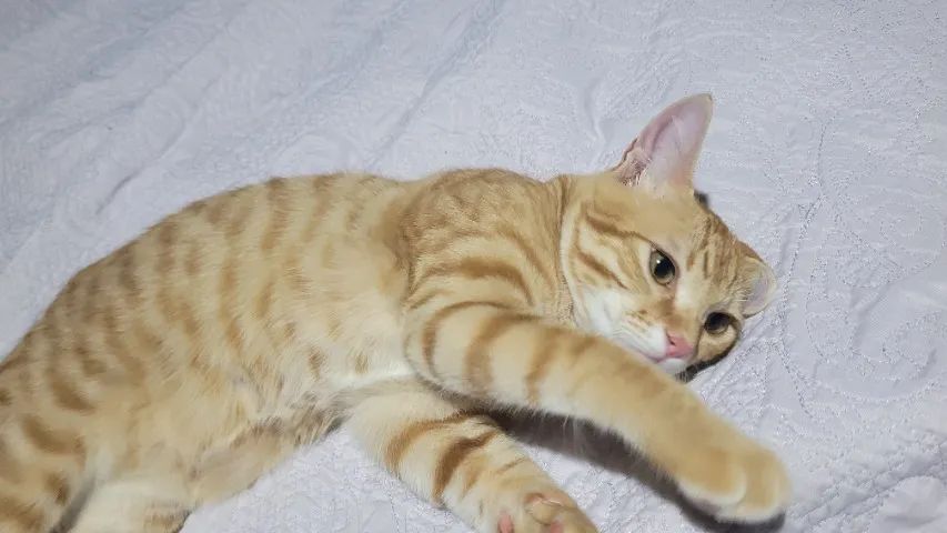 DOA-SE GATINHO LINDO